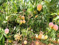 mangotre